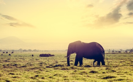 Elephant